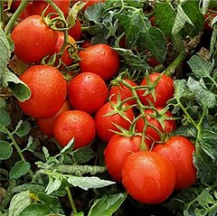 Гонг F1 - насіння томата, 1000 шт, Hazera 12280 фото