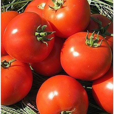 Гонг F1 - насіння томата, 5000 шт, Hazera 10401 фото