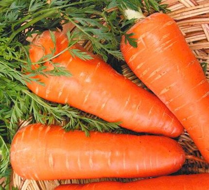 Морковь Шантанэ Роял, 500 г, Agri Saaten 1077096997 фото