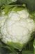 Белькур F1 - насіння капусти цвітної, 1000 шт, Rijk Zwaan 41334 фото 2