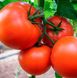 Бостіна F1 - насіння томата, 500 шт, Syngenta 42-217 фото 2
