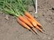 Сіркана F1 - насіння моркви, 100 000 шт (1.8 - 2.0), Nunhems 24035 фото 1