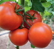 Бостіна F1 - насіння томата, 500 шт, Syngenta 42-217 фото 1