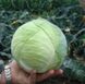 Кастелло F1 - семена капусты белокочанной, 2500 шт (калибр), Hazera 37135 фото 2