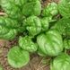 Лагос - насіння шпинату, 250 г, Clause 72622 фото 2