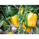 Мохай F1 - насіння солодкого перцю, 250 шт, Esasem (Пан Фермер) 18786 фото 2