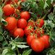 Гонг F1 - насіння томата, 5000 шт, Hazera 10401 фото 1