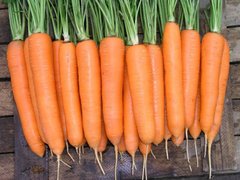 Елеганза F1 - насіння моркви, 100 000 шт (1.4 - 1.6), Nunhems 50649 фото