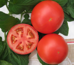Дантіна F1 - насіння томата, 500 шт, Syngenta 42219 фото