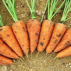 Морковь Шантанэ Редкор, Agri Saaten описание, фото, отзывы