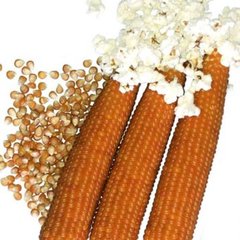 Естрелла F1 - насіння кукурудзи попкорн, 2500 шт, Spark Seeds 35700 фото
