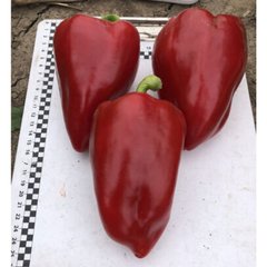 Кольт F1 - насіння солодкого перцю, 500 шт, Spark Seeds 25121 фото