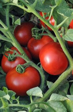 Ольга F1 - насіння томата, 1000 шт, Hazera 20825 фото