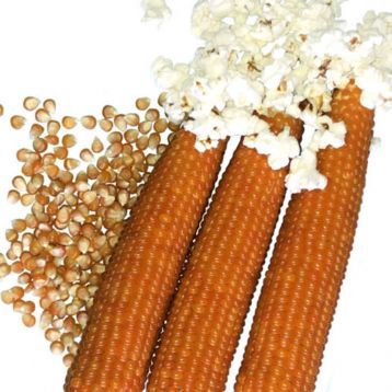 Эстрелла F1 - семена кукурузы попкорн, 25 000 шт, Spark Seeds 35600 фото