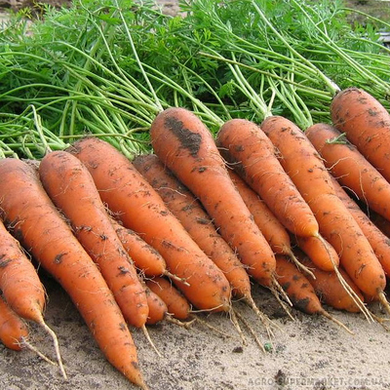 Елеганза F1 - насіння моркви, 100 000 шт (1.4 - 1.6), Nunhems 50649 фото