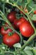 Ольга F1 - насіння томата, 1000 шт, Hazera 20825 фото 4