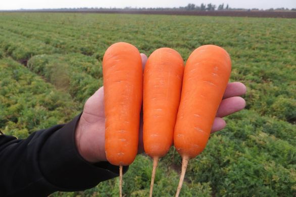 Болівар F1 - насіння моркви, 500 000 шт (1.6-2.0), Clause 88826 фото