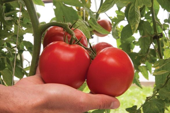 Дантіна F1 - насіння томата, 500 шт, Syngenta 42219 фото