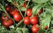 Ольга F1 - насіння томата, 1000 шт, Hazera 20825 фото 2
