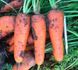 Болівар F1 - насіння моркви, 500 000 шт (1.6-2.0), Clause 88826 фото 3