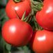 Ольга F1 - насіння томата, 1000 шт, Hazera 20825 фото 1