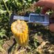 Рапід F1 - насіння кукурудзи суперсолодкої, 2500 шт, Spark Seeds 14245 фото 3