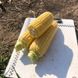 Рапид F1 - семена кукурузы суперсладкой, 2500 шт, Spark Seeds 14245 фото 2
