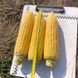 Рапід F1 - насіння кукурудзи суперсолодкої, 2500 шт, Spark Seeds 14245 фото 1