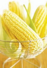 Вондерленд F1 - насіння кукурудзи, Agri Saaten опис, фото, відгуки