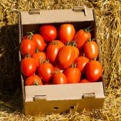 Колеос (132-111) F1 - насіння томата, 100 шт, Yuksel seeds 16676 фото