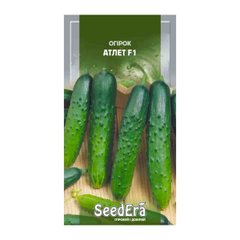 Атлет F1 - семена огурца, SeedEra описание, фото, отзывы