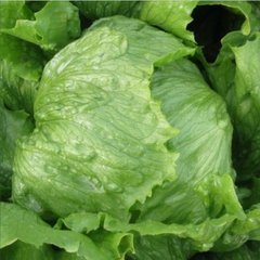 Лілах - насіння салату, 1000 шт (драже), Hazera 77701 фото