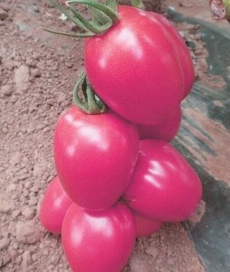 Пинк Пионер F1 - семена томата, 500 шт, Sakata 35895 фото