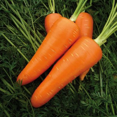 Мірафлорес F1 - насіння моркви, 500 000 шт (1.4-1.6), Clause 03322 фото