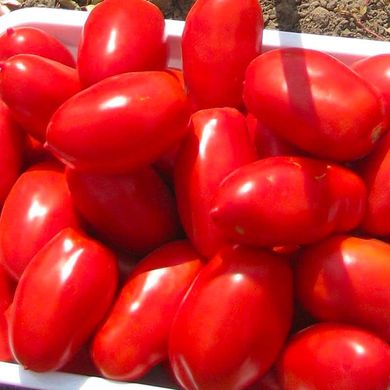 Інкас F1 - насіння томата, 1000 шт, Nunhems 99378 фото