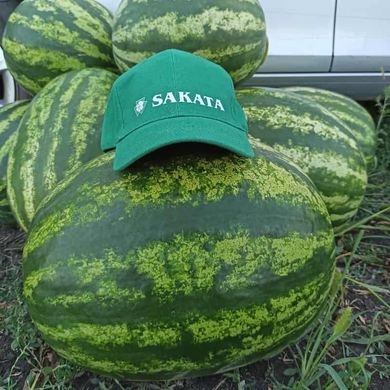 Леонардо F1 - семена арбуза, 1000 шт, Sakata 60937 фото