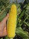 Вондерленд F1 - насіння кукурудзи, 5000 шт, Agri Saaten 1076893277 фото 2