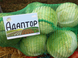 Адаптор F1 - семена капусты белокочанной, 2500 шт, Syngenta 67564 фото 5