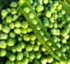 Трофи - семена гороха, Syngenta купить в Украине с доставкой