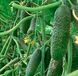 Хелен F1 - насіння огірка, 1000 шт, Sakata 88326 фото 2