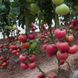 Пинк Кристал F1 - семена томата, Clause купить в Украине с доставкой