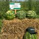 Леонардо F1 - семена арбуза, 1000 шт, Sakata 60937 фото 5
