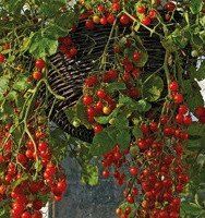 Френзі F1 - насіння томата, 1000 шт, Spark Seeds 03340 фото
