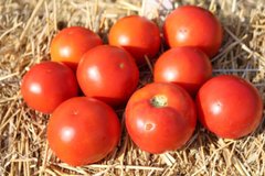 Волна F1 - насіння томата, 1000 шт, Hazera 20826 фото