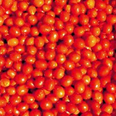 Френзі F1 - насіння томата, 1000 шт, Spark Seeds 03340 фото