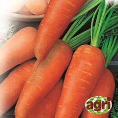 Морковь Катрин, Agri Saaten описание, фото, отзывы