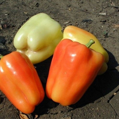 Фламінго F1 - насіння солодкого перцю, 5 г, Clause 44382 фото