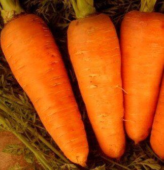 Болтекс - семена моркови, 500 г, Clause 06326 фото
