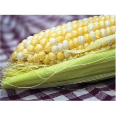 Камберленд F1 - семена кукурузы, 5000 шт, Clause 21269 фото