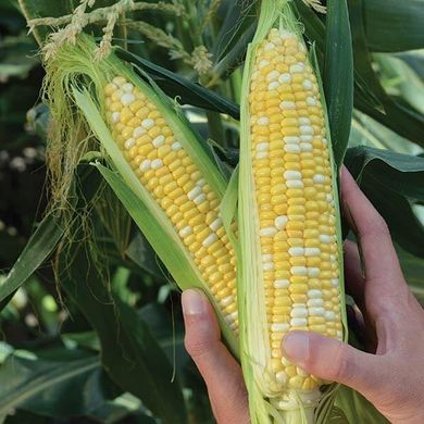 Камберленд F1 - семена кукурузы, 5000 шт, Clause 21269 фото